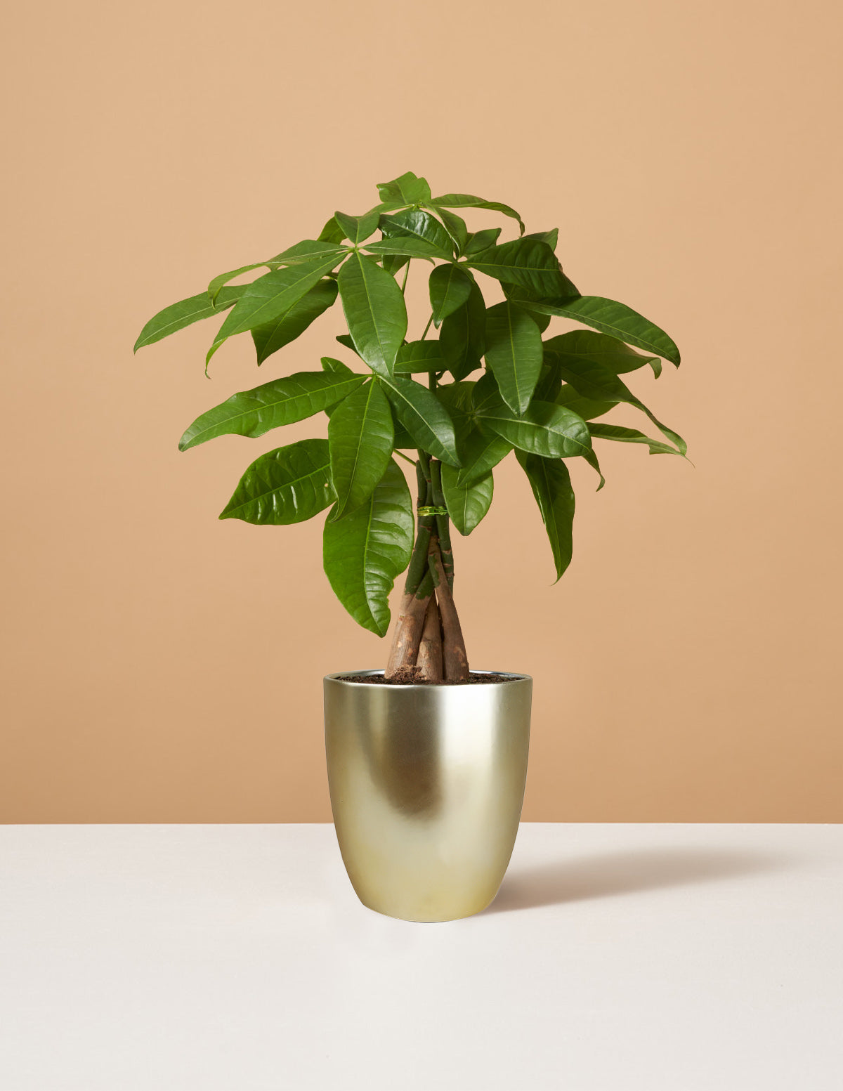 Para Ağacı (Money Tree)