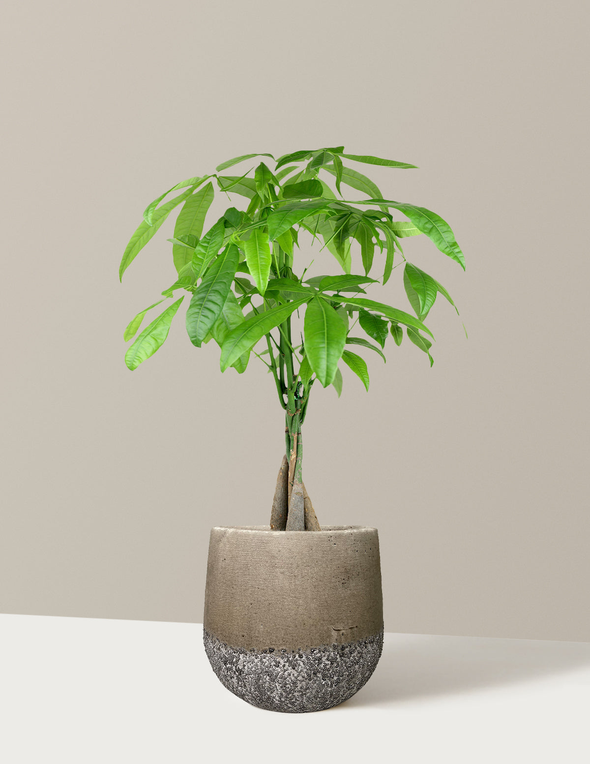 Para Ağacı (Money Tree)