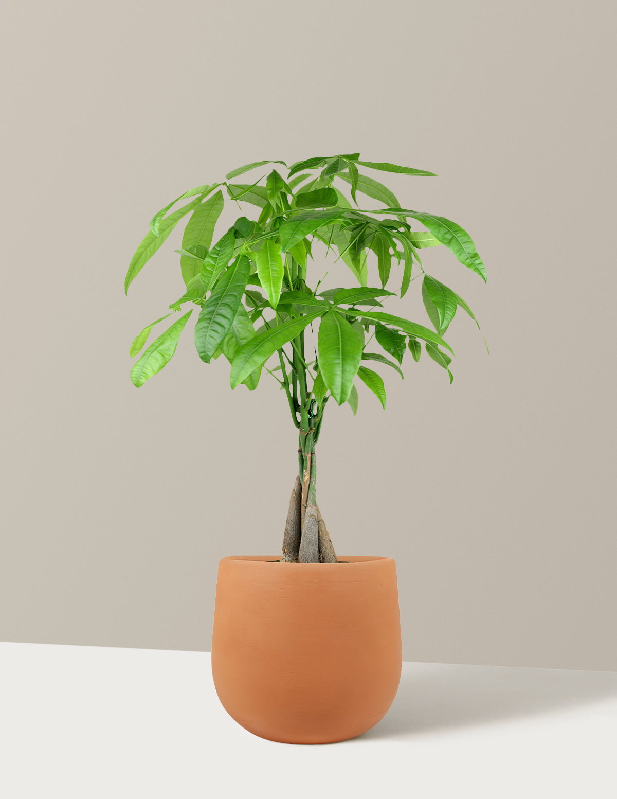 Para Ağacı (Money Tree)