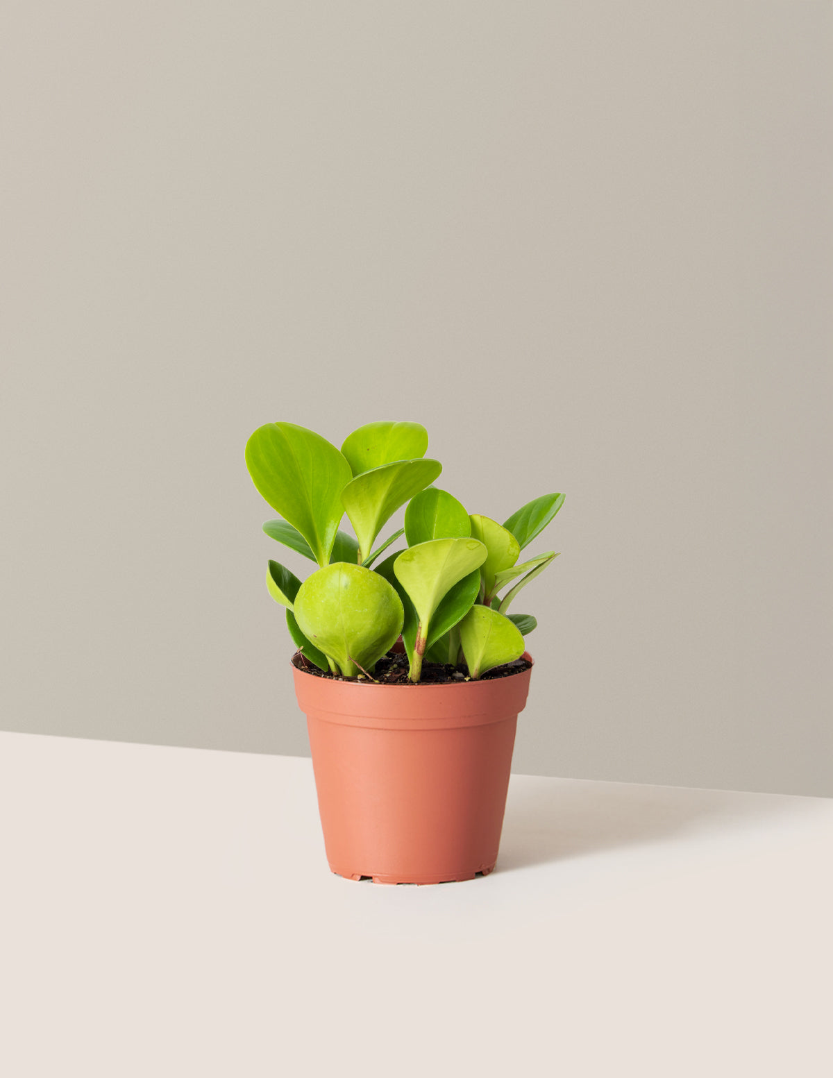 Baby Rubber Plant (Peperomia obtusifolia)