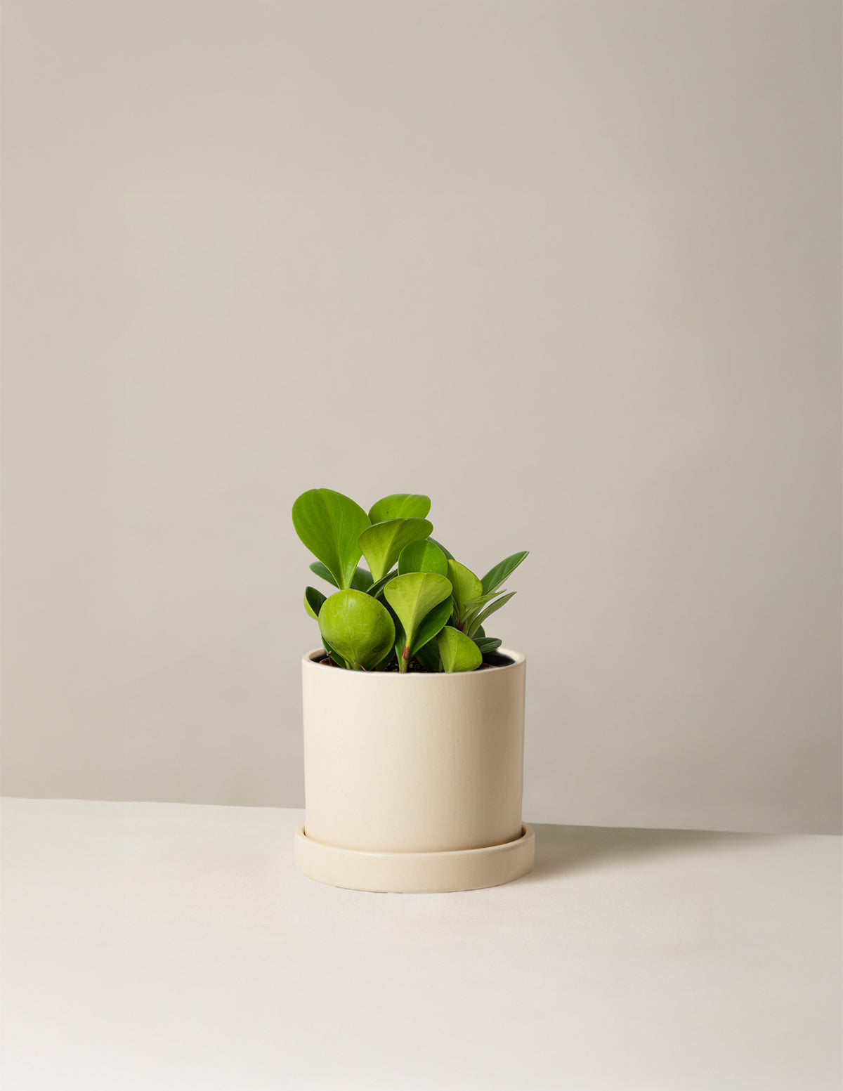 Baby Rubber Plant (Peperomia obtusifolia)