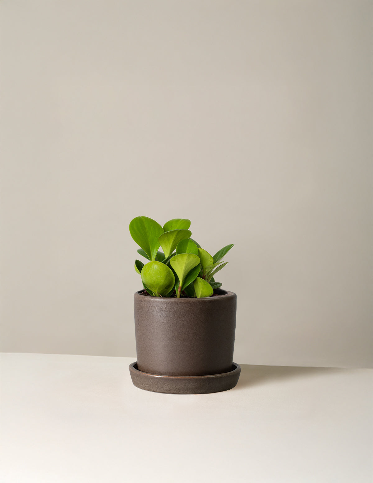 Baby Rubber Plant (Peperomia obtusifolia)
