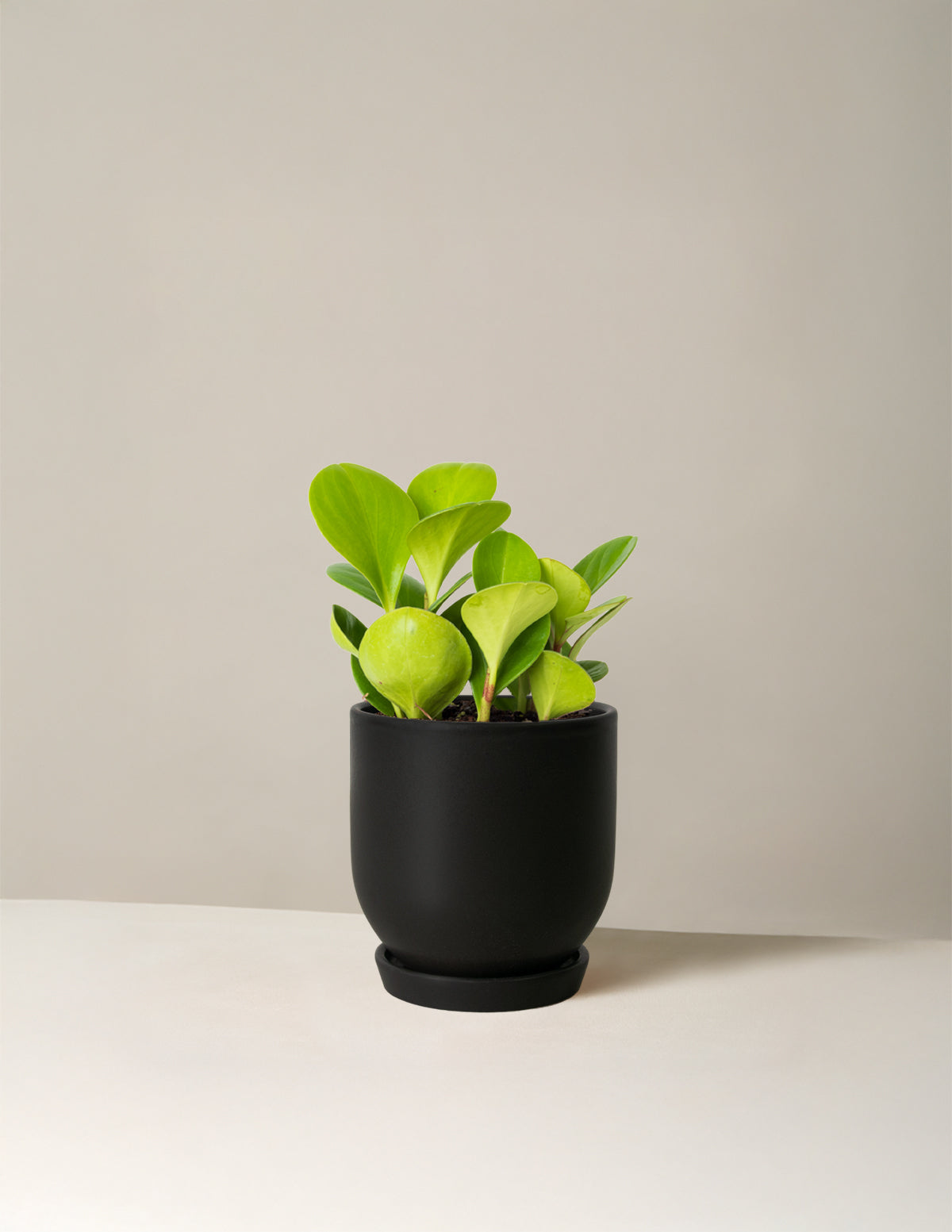 Baby Rubber Plant (Peperomia obtusifolia)