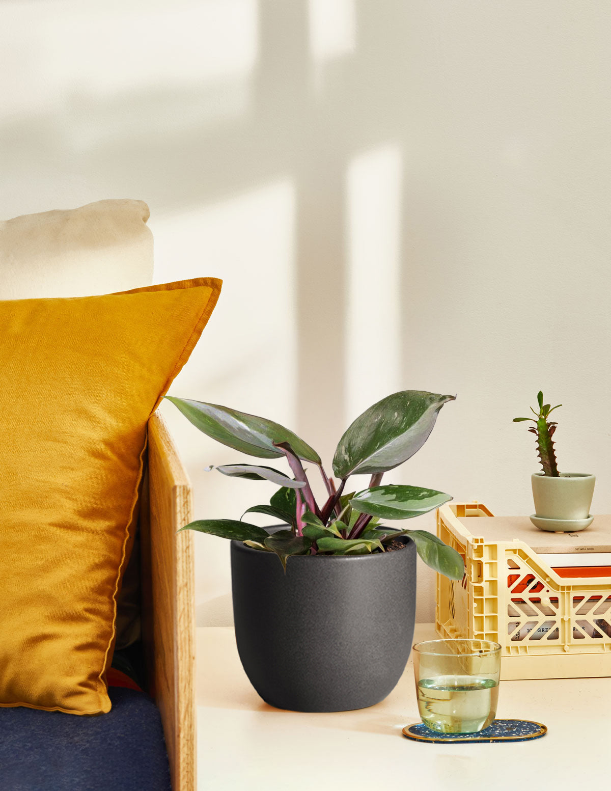 Philodendron 'Red Anderson'
