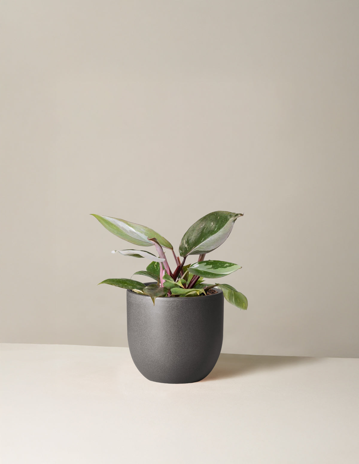 Philodendron 'Red Anderson'