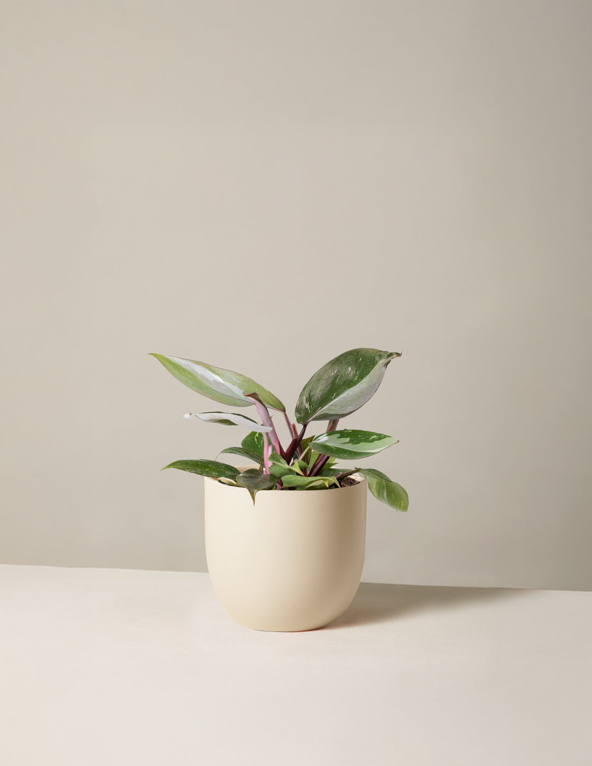 Philodendron 'Red Anderson'