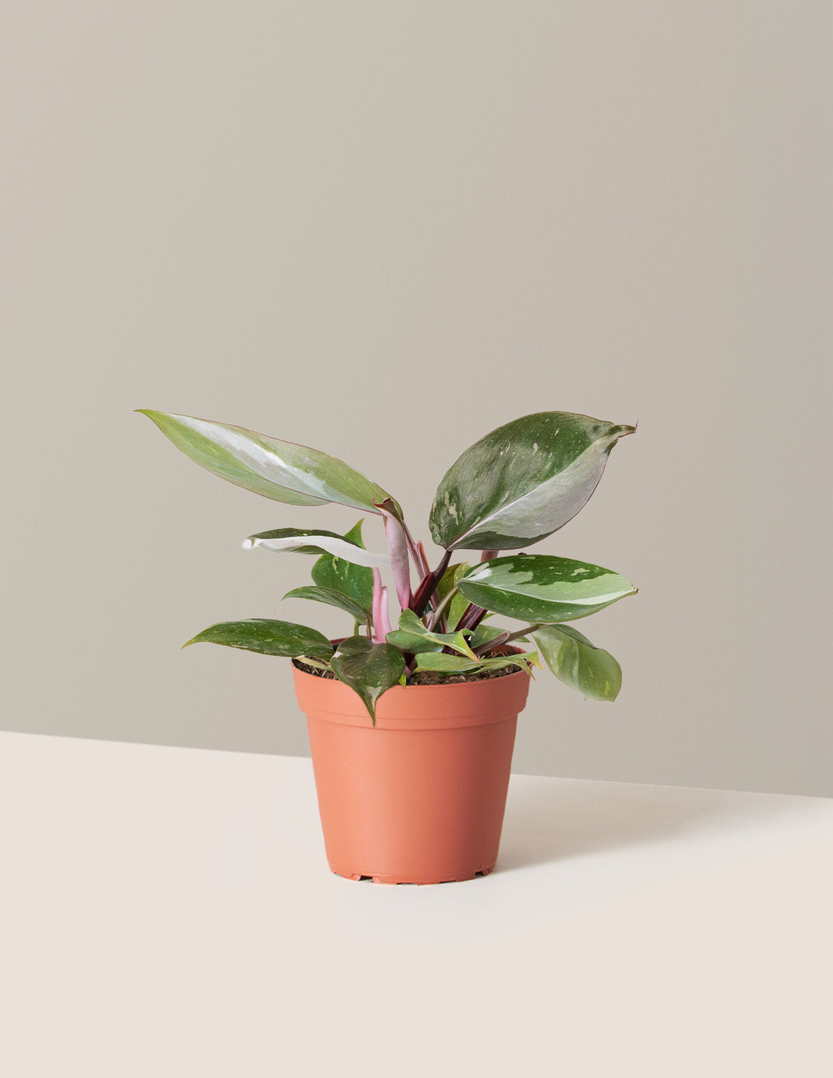 Philodendron 'Red Anderson'