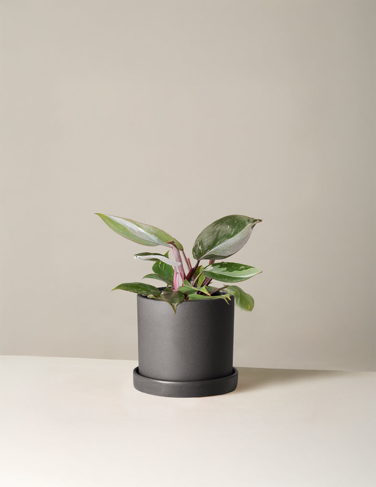 Philodendron 'Red Anderson'