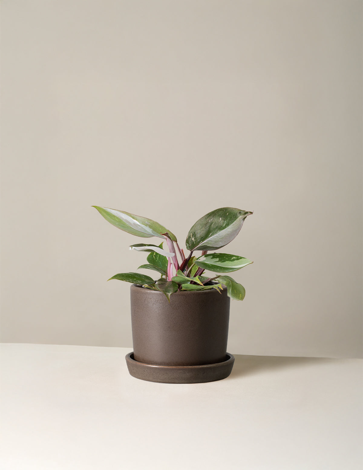 Philodendron 'Red Anderson'