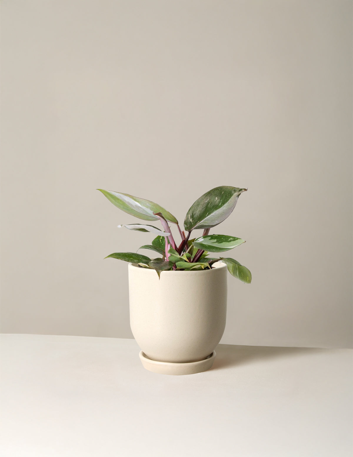Philodendron 'Red Anderson'