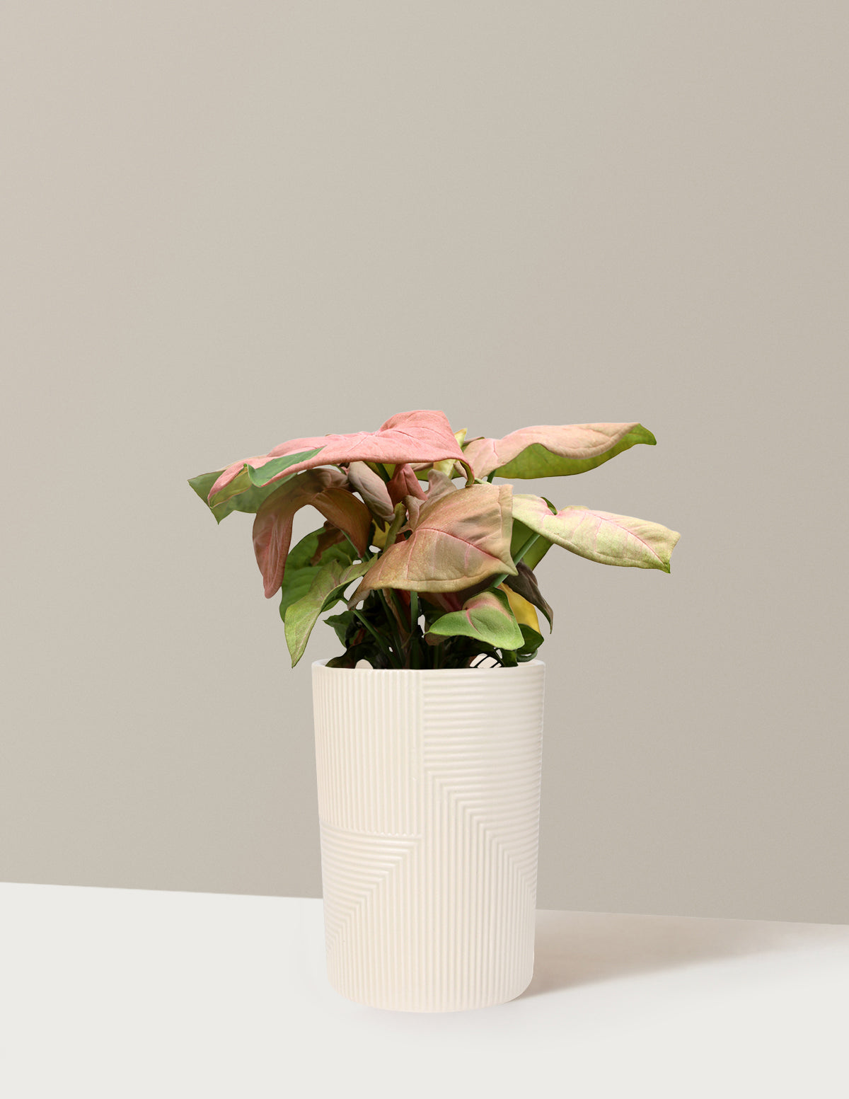 Pembe Ok Başlı Sarmaşık (Syngonium podophyllum)