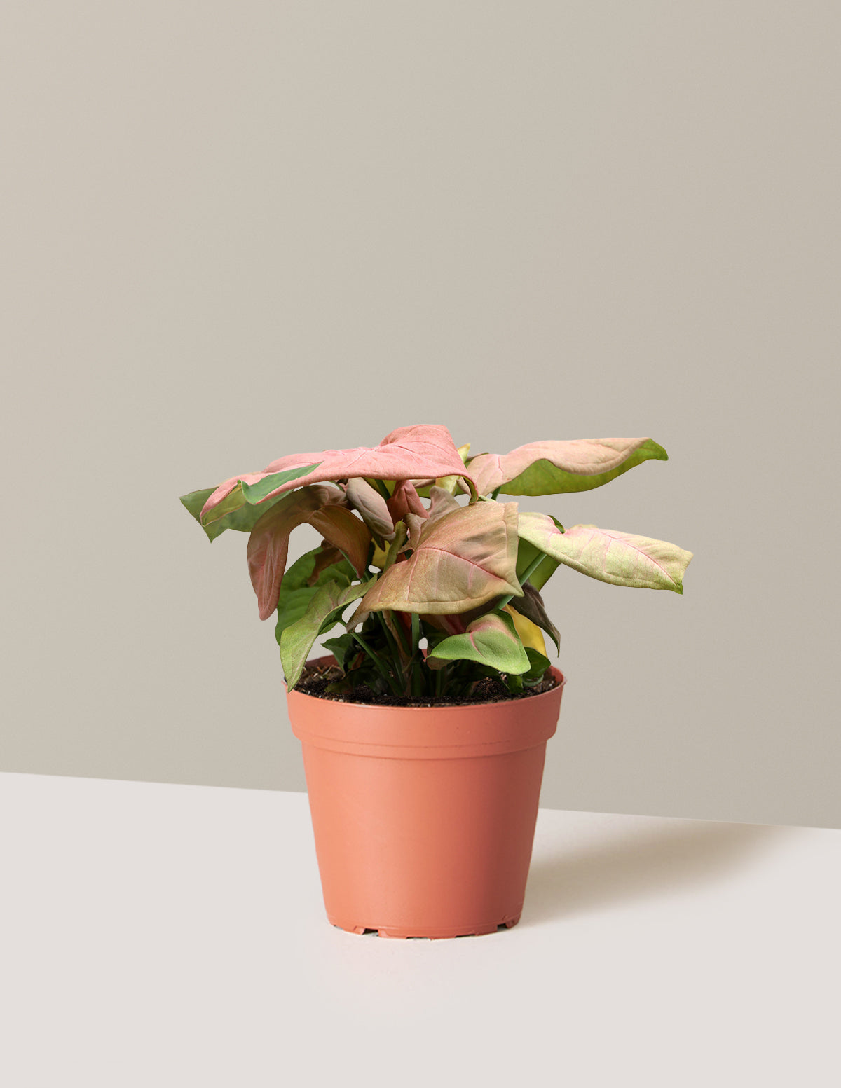 Pembe Ok Başlı Sarmaşık (Syngonium podophyllum)