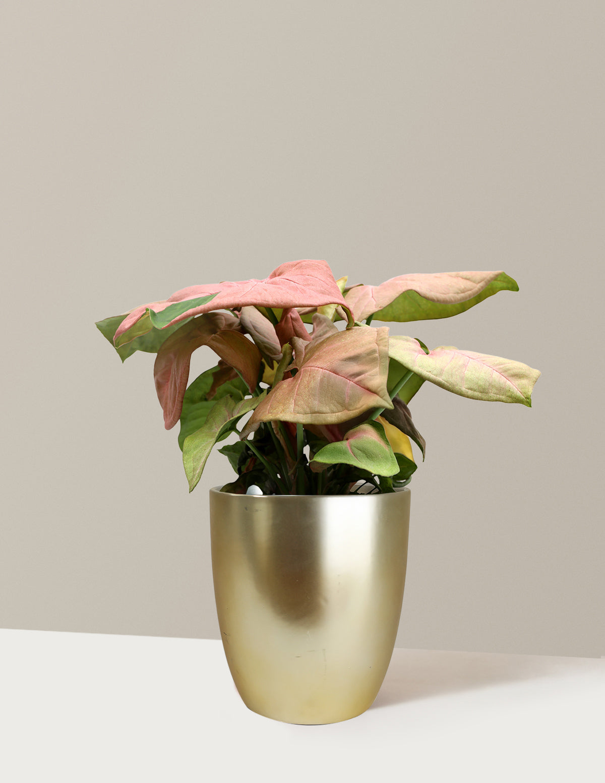 Pembe Ok Başlı Sarmaşık (Syngonium podophyllum)