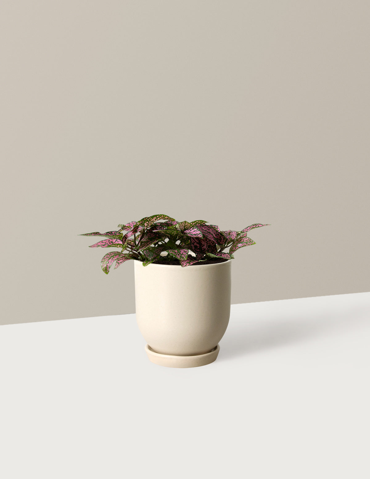 Pembe Benekli Bitki (Pink Polka Dot Plant)
