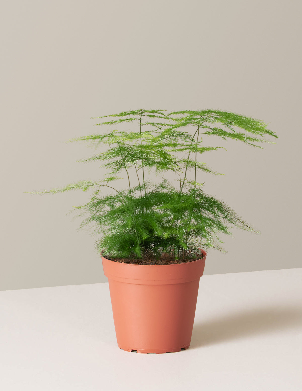Kuşkonmaz Eğreltisi (Asparagus Fern)