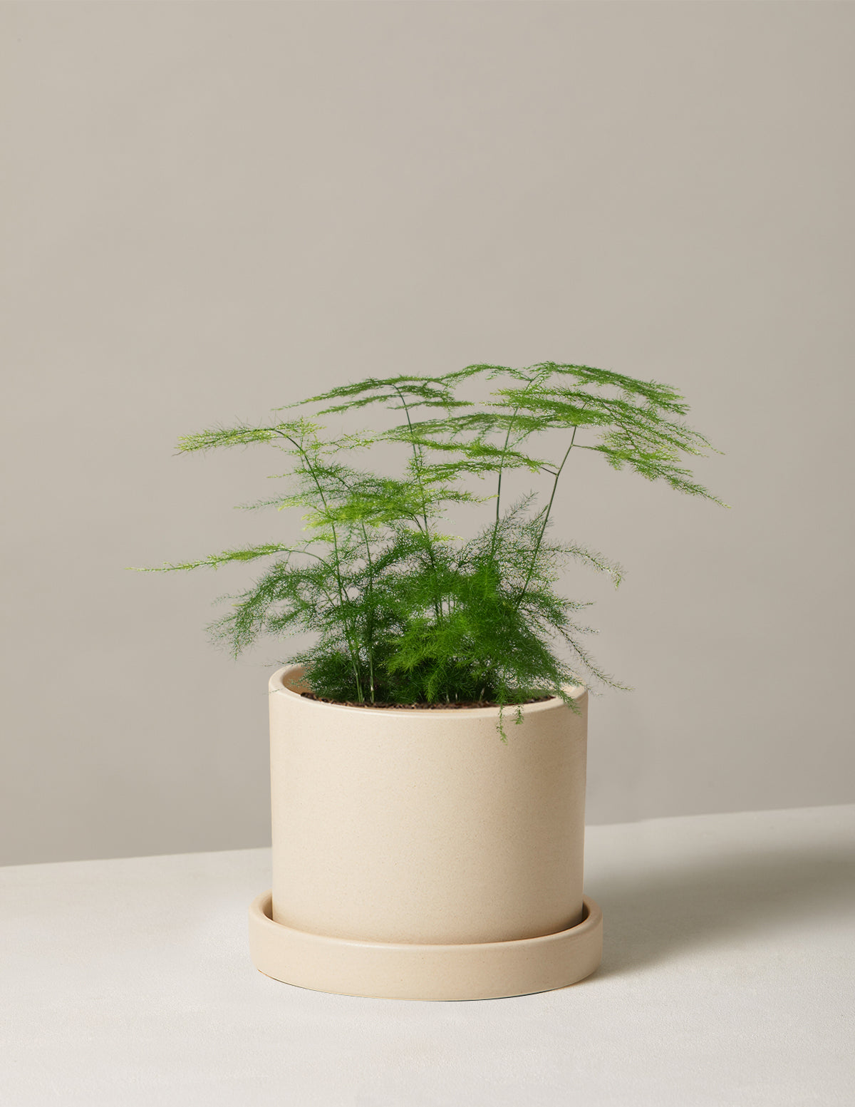 Kuşkonmaz Eğreltisi (Asparagus Fern)