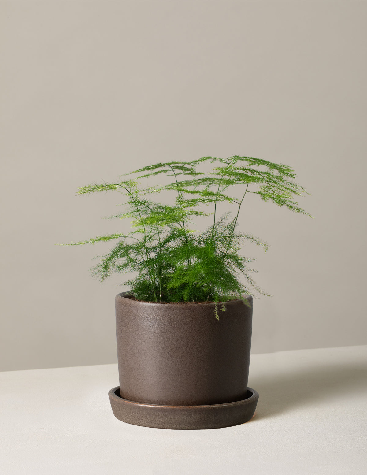 Kuşkonmaz Eğreltisi (Asparagus Fern)