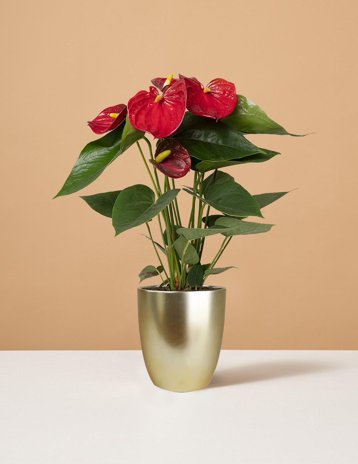 Kırmızı Anthurium