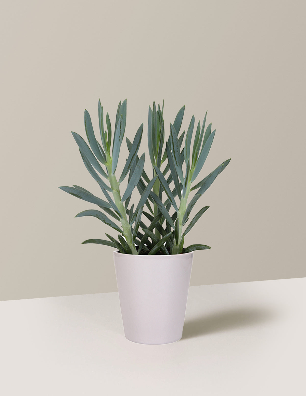 Senecio Mount Everest