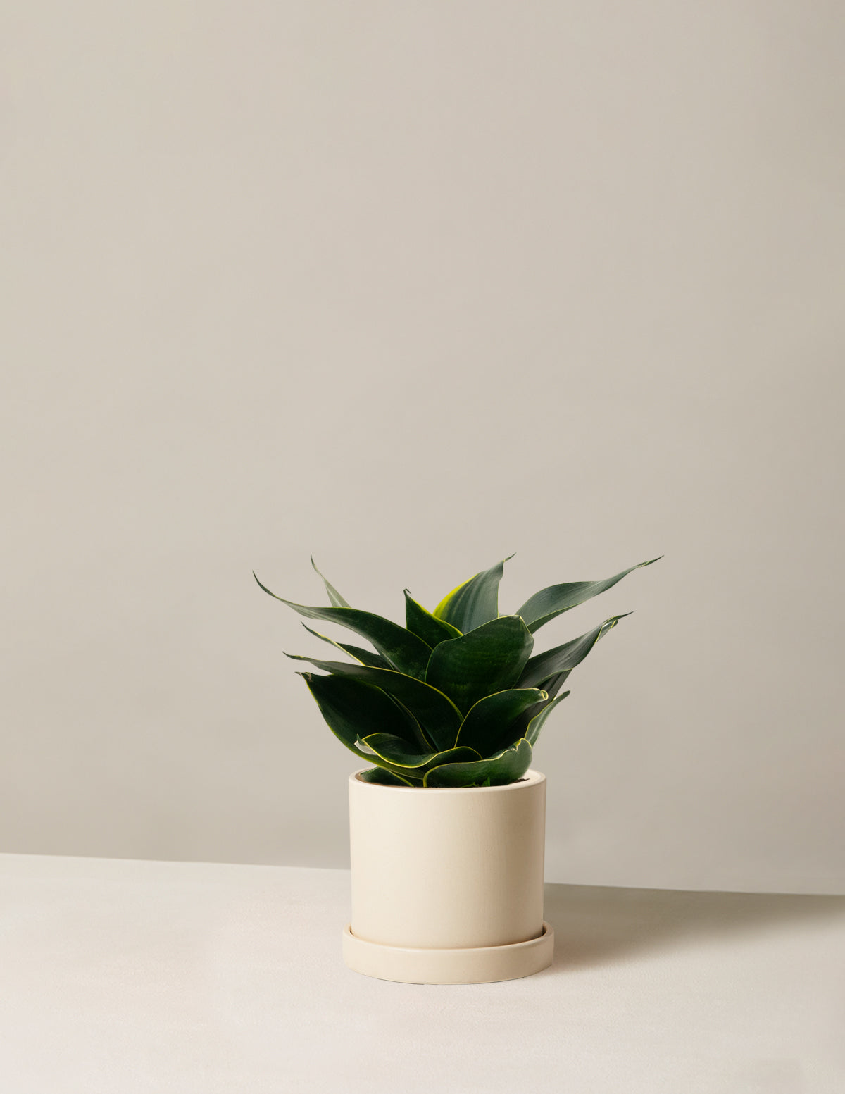 Paşa Kılıcı Hahnii (Snake Plant Hahnii)