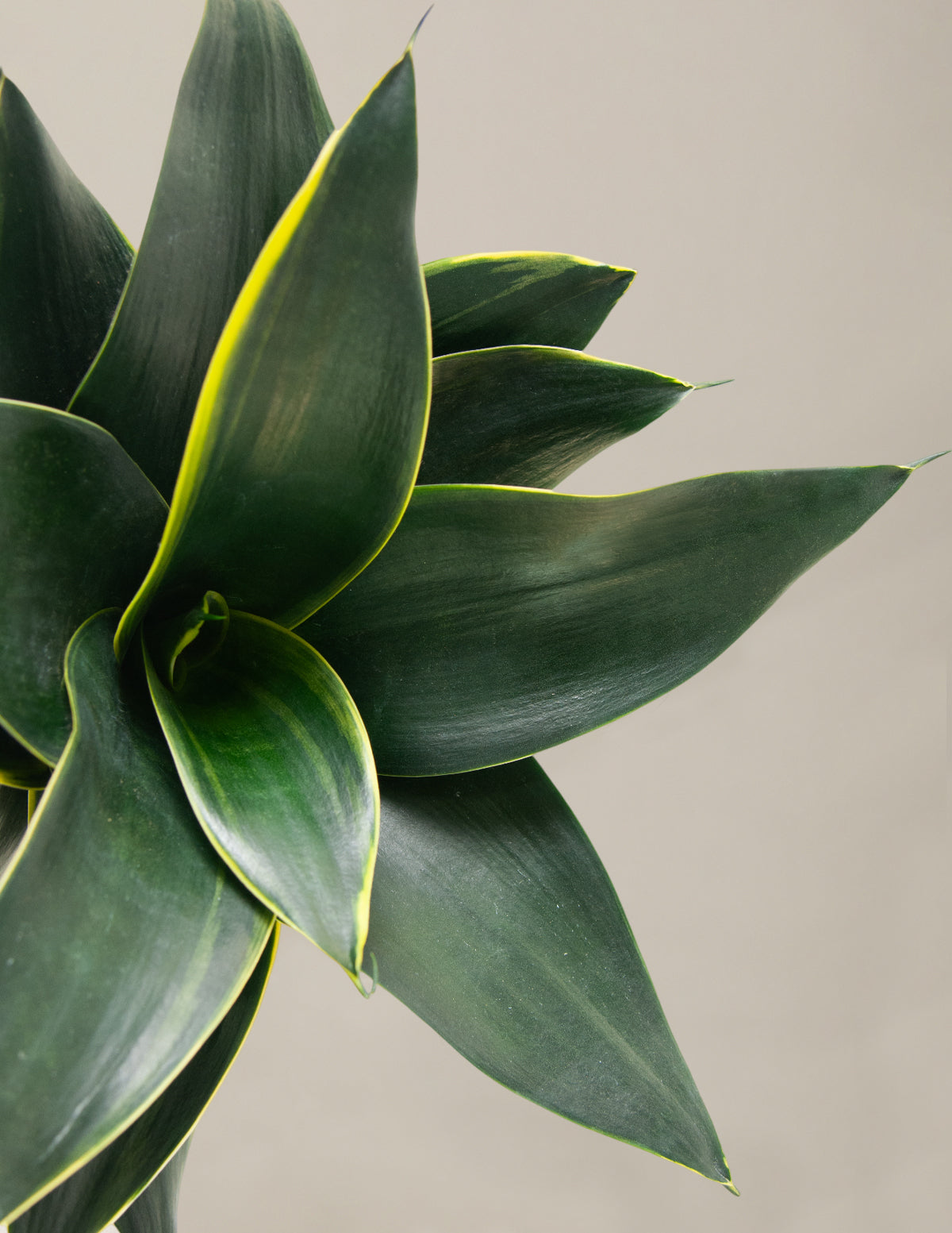 Paşa Kılıcı Hahnii (Snake Plant Hahnii)