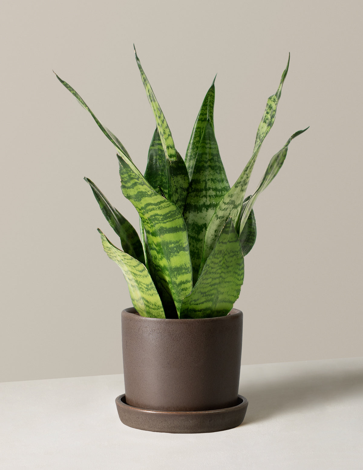 Paşa Kılıcı (Snake Plant) Zeylanica