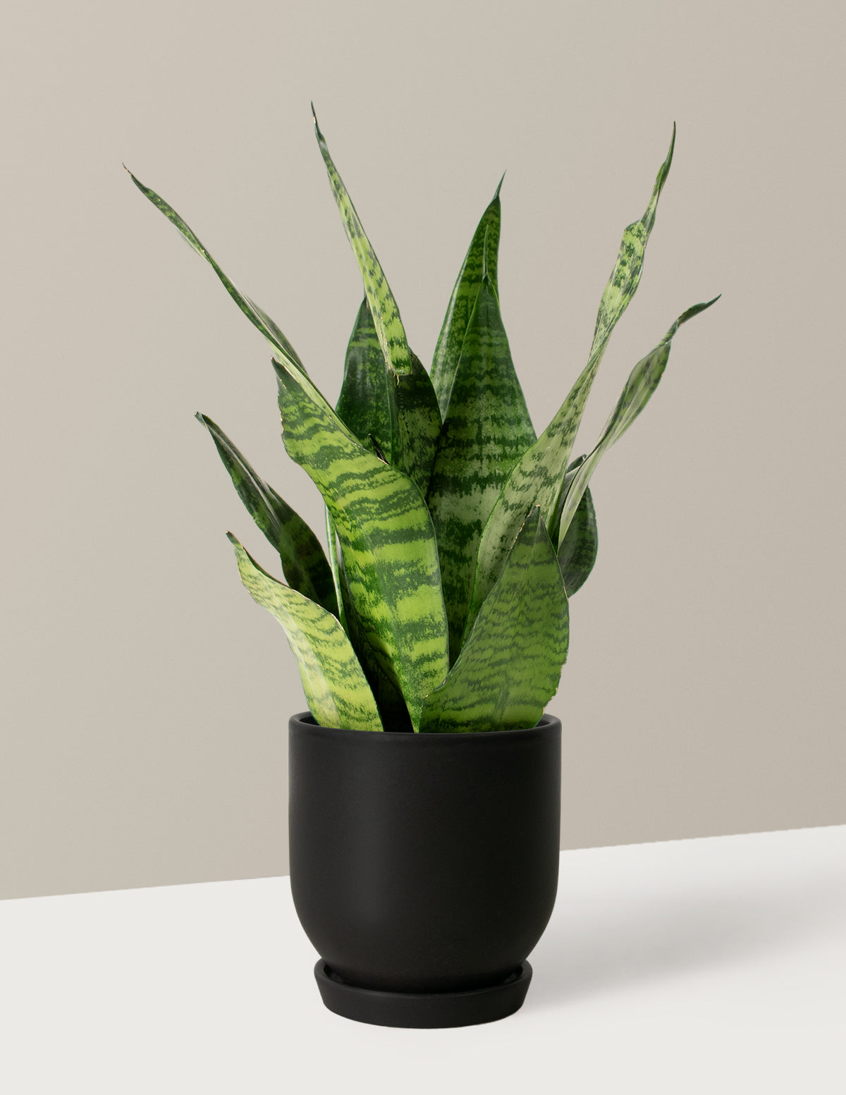 Paşa Kılıcı (Snake Plant) Zeylanica