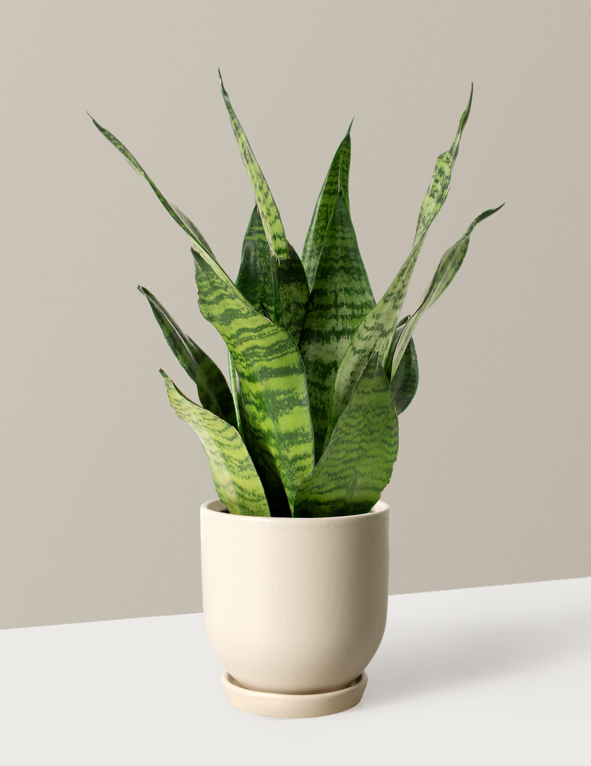 Paşa Kılıcı (Snake Plant) Zeylanica