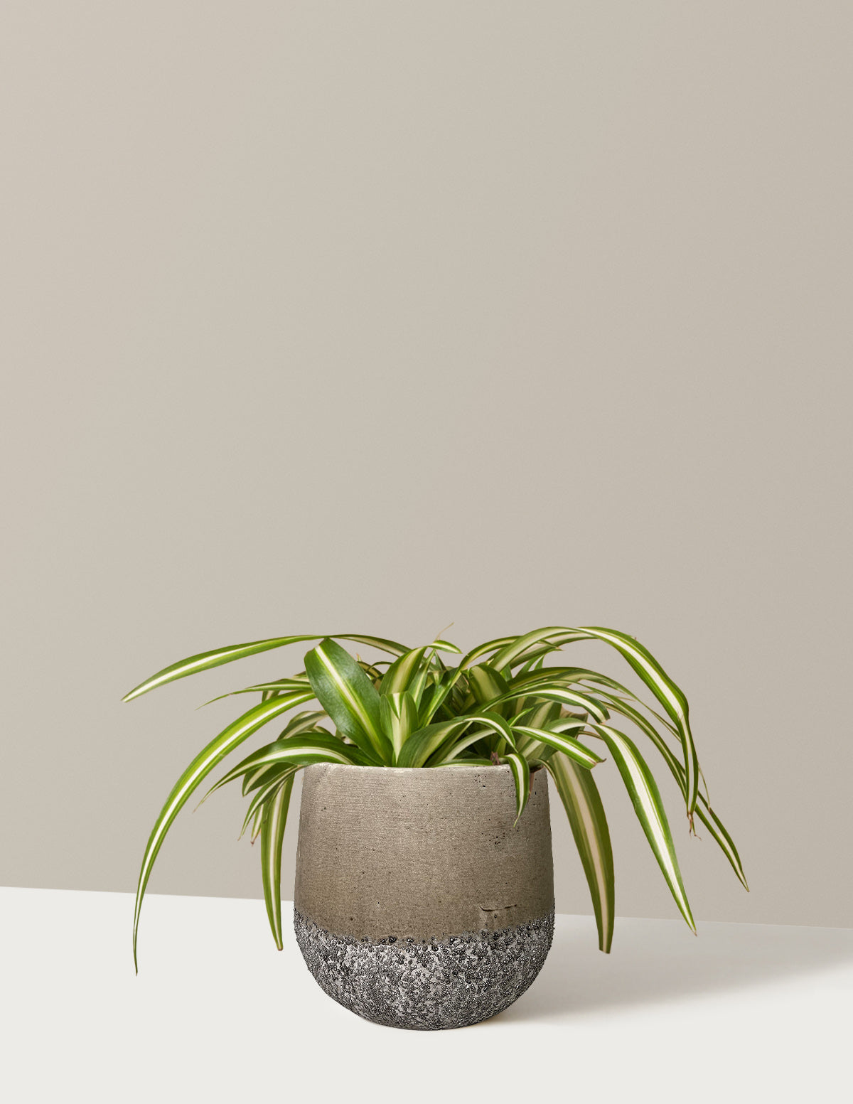 Alacalı Kurdele Çiçeği (Spider Plant Variegated)
