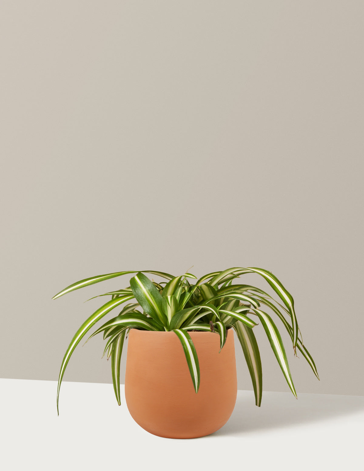 Alacalı Kurdele Çiçeği (Spider Plant Variegated)