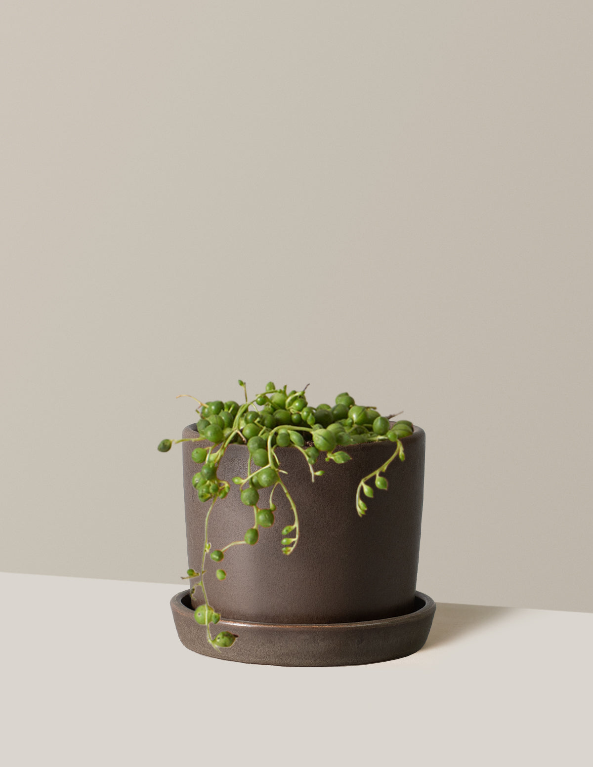 İnci Kolyesi (String of Pearls)