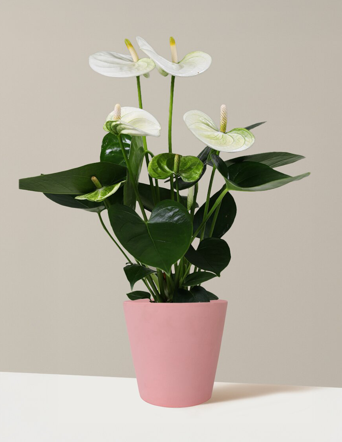 Beyaz Anthurium