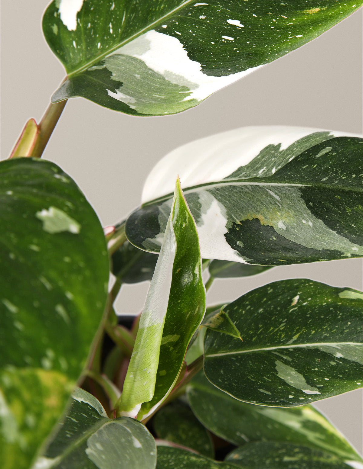 Fancy Philodendron Parti Paketi
