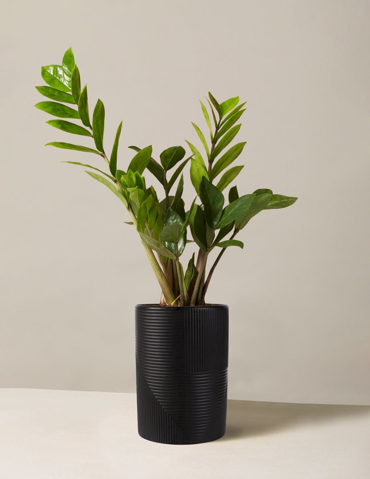 ZZ Bitkisi (Zamioculcas zamiifolia)