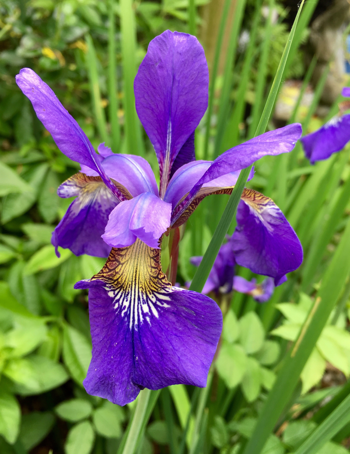 Something Shocking Sibirya Süseni (Siberian Iris)