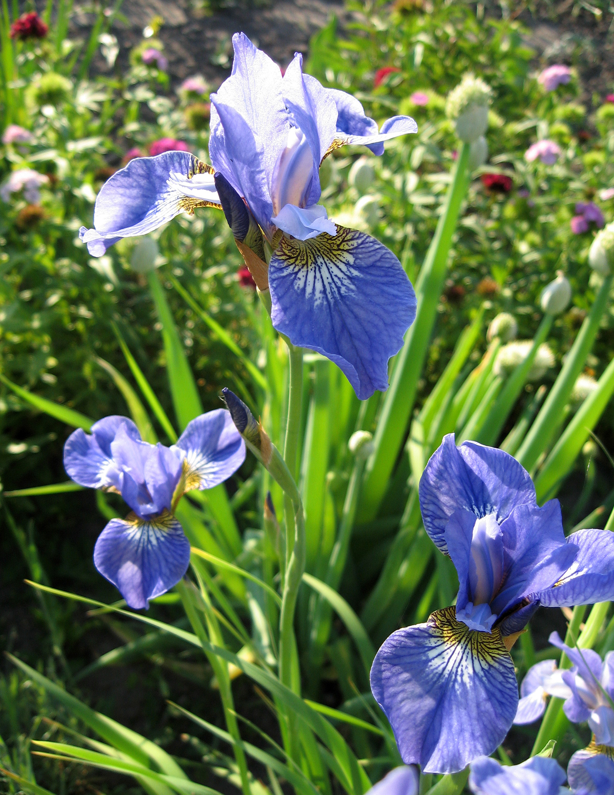Something Shocking Sibirya Süseni (Siberian Iris)