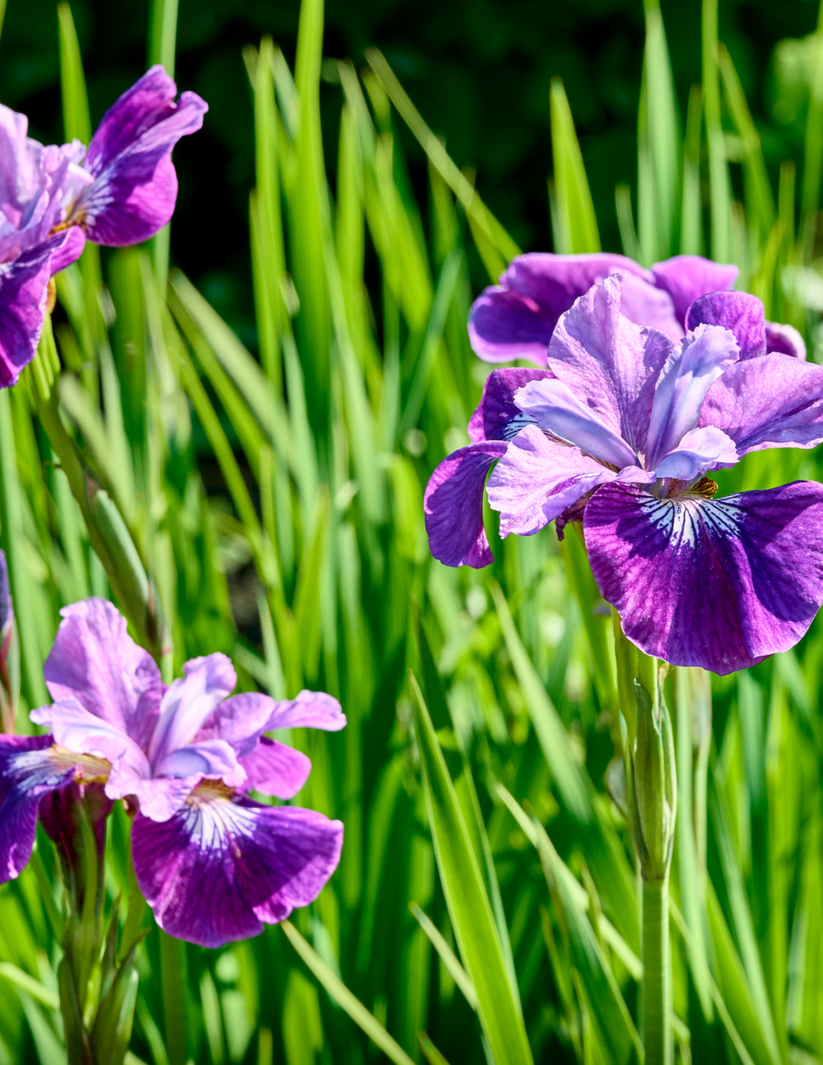Something Shocking Sibirya Süseni (Siberian Iris)