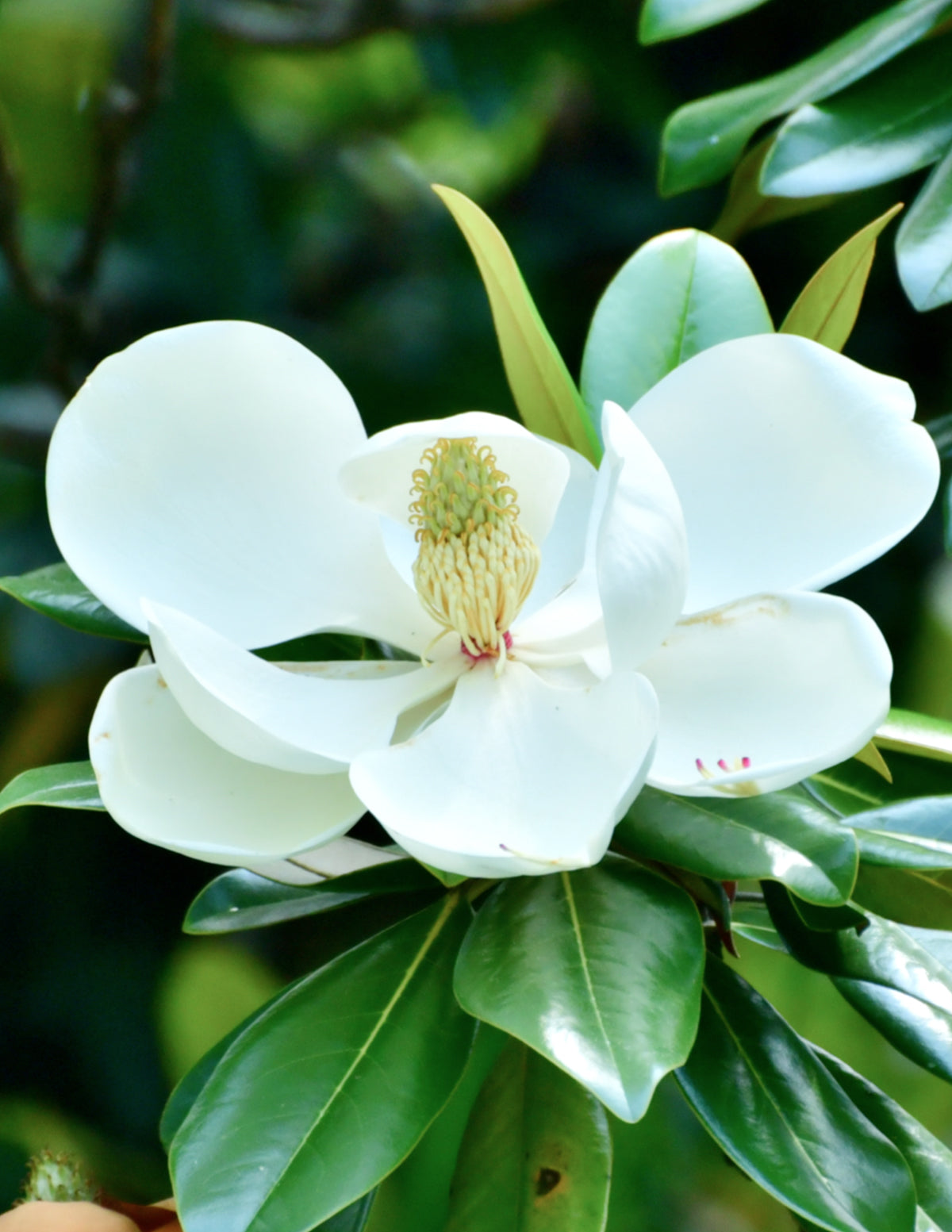 Teddy Bear® Manolya (Southern Magnolia)