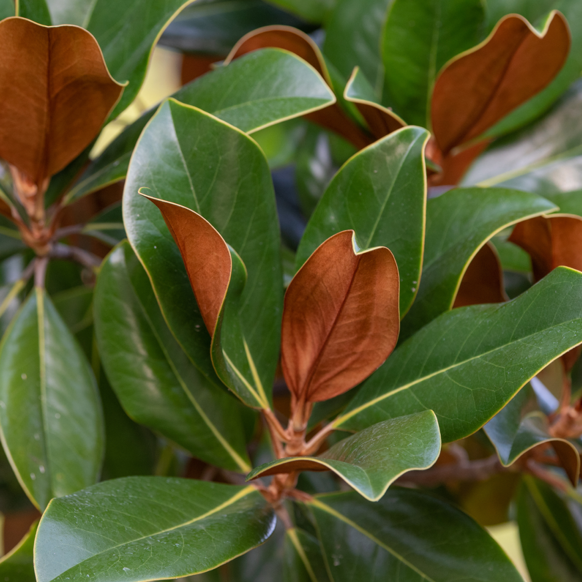 Teddy Bear® Manolya (Southern Magnolia)