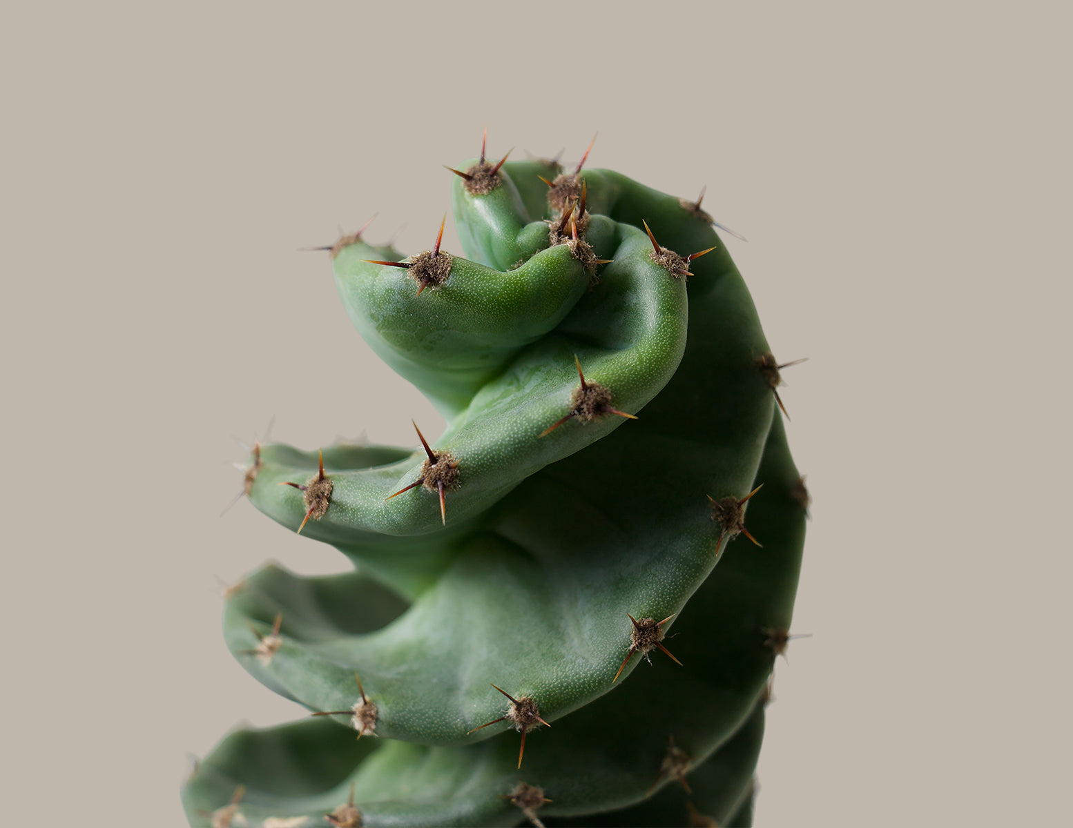 Spiral Kaktüs (Cereus forbesii)