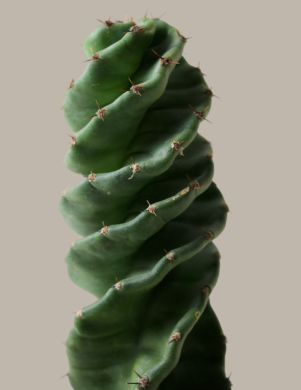 Spiral Kaktüs (Cereus forbesii)