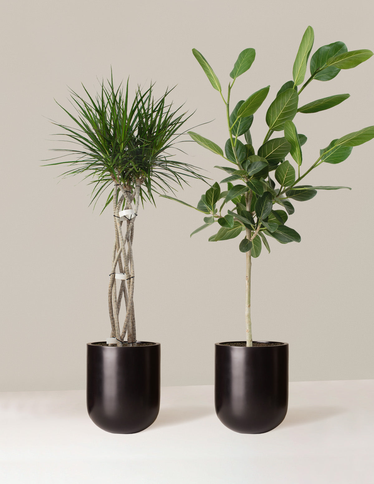 Statement Maker İkili Set