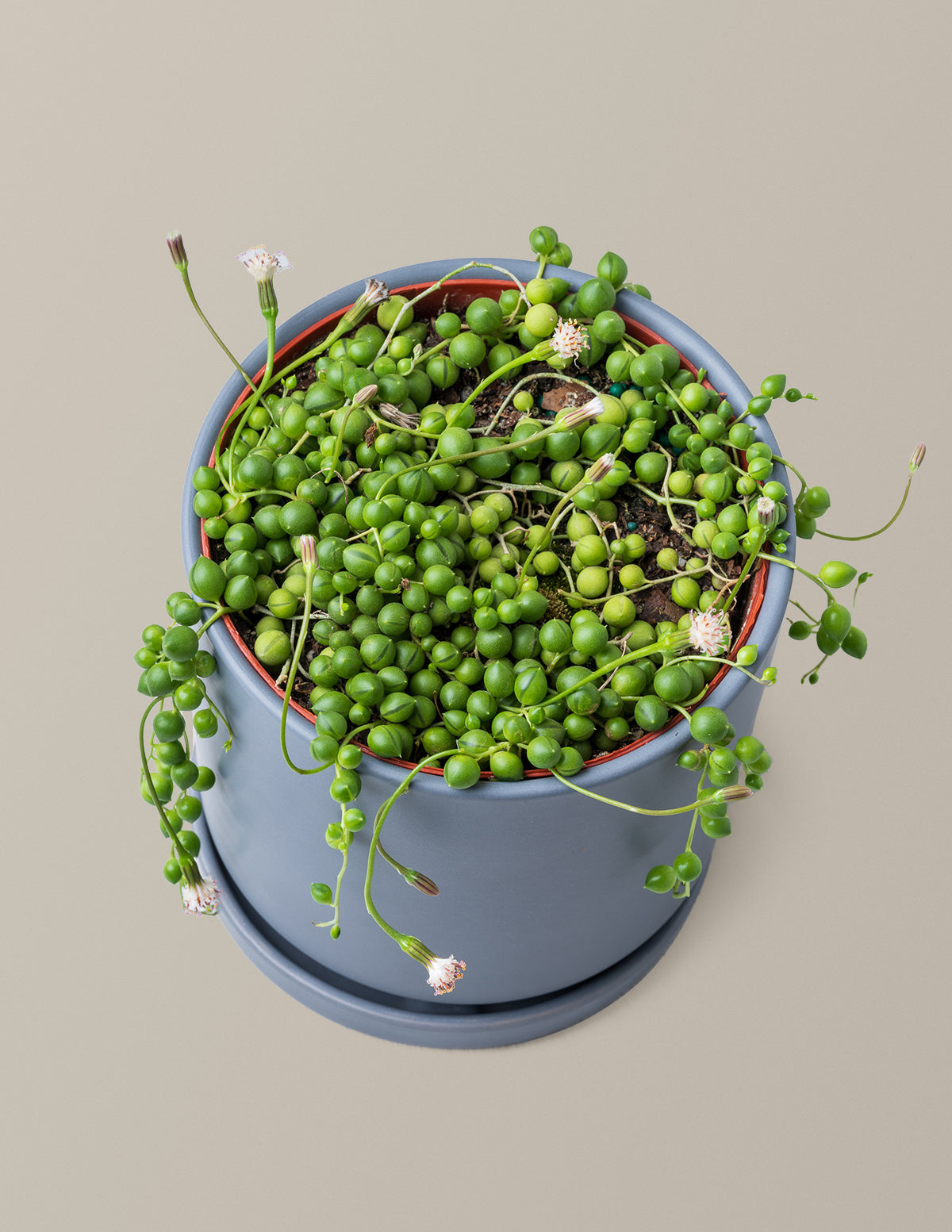 İnci Kolyesi (String of Pearls)