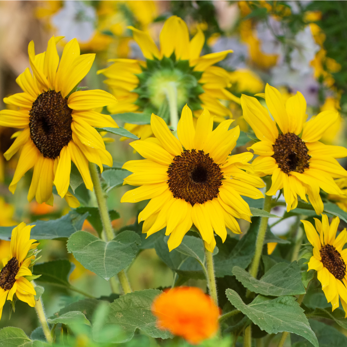 SunBelievable® Brown Eyed Girl Helianthus (Ayçiçeği)