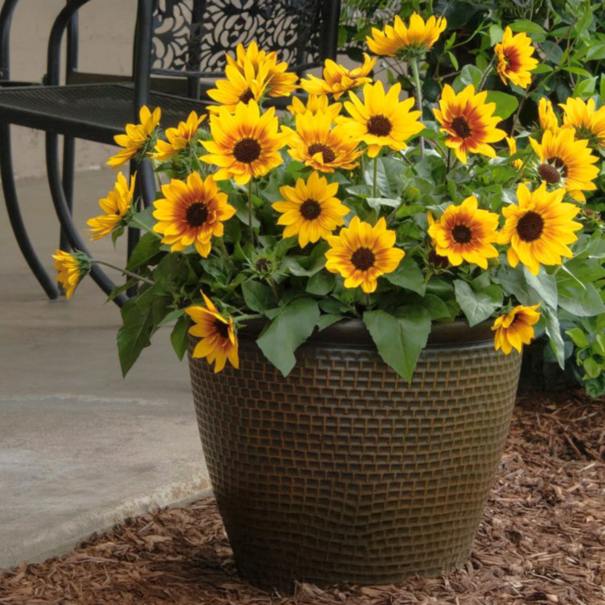 SunBelievable® Brown Eyed Girl Helianthus (Ayçiçeği)