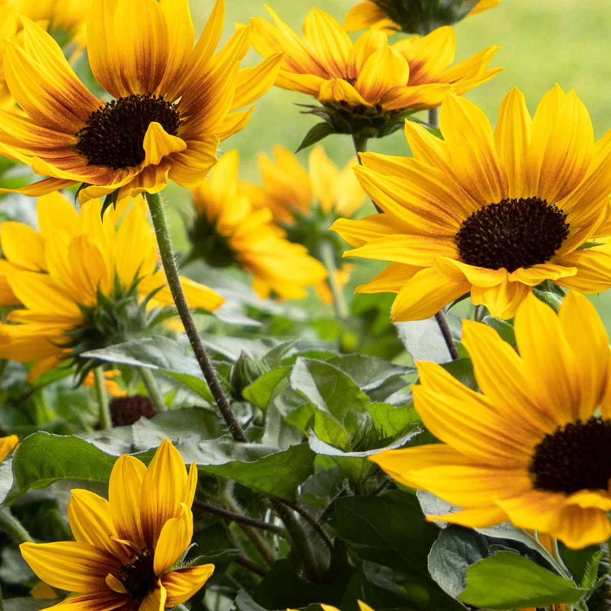 SunBelievable® Brown Eyed Girl Helianthus (Ayçiçeği)