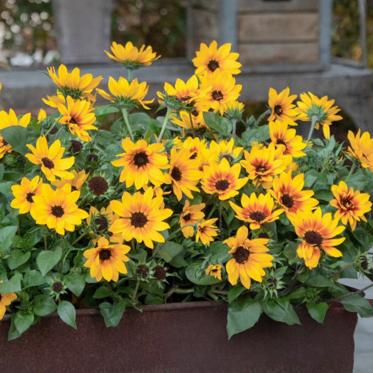 SunBelievable® Brown Eyed Girl Helianthus (Ayçiçeği)