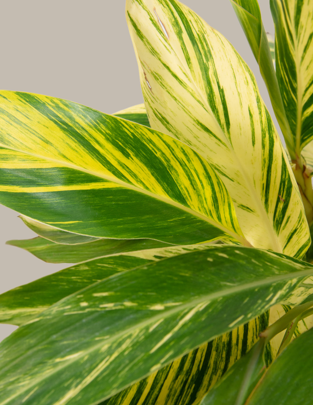Alacalı Zencefil (Large Variegated Ginger)