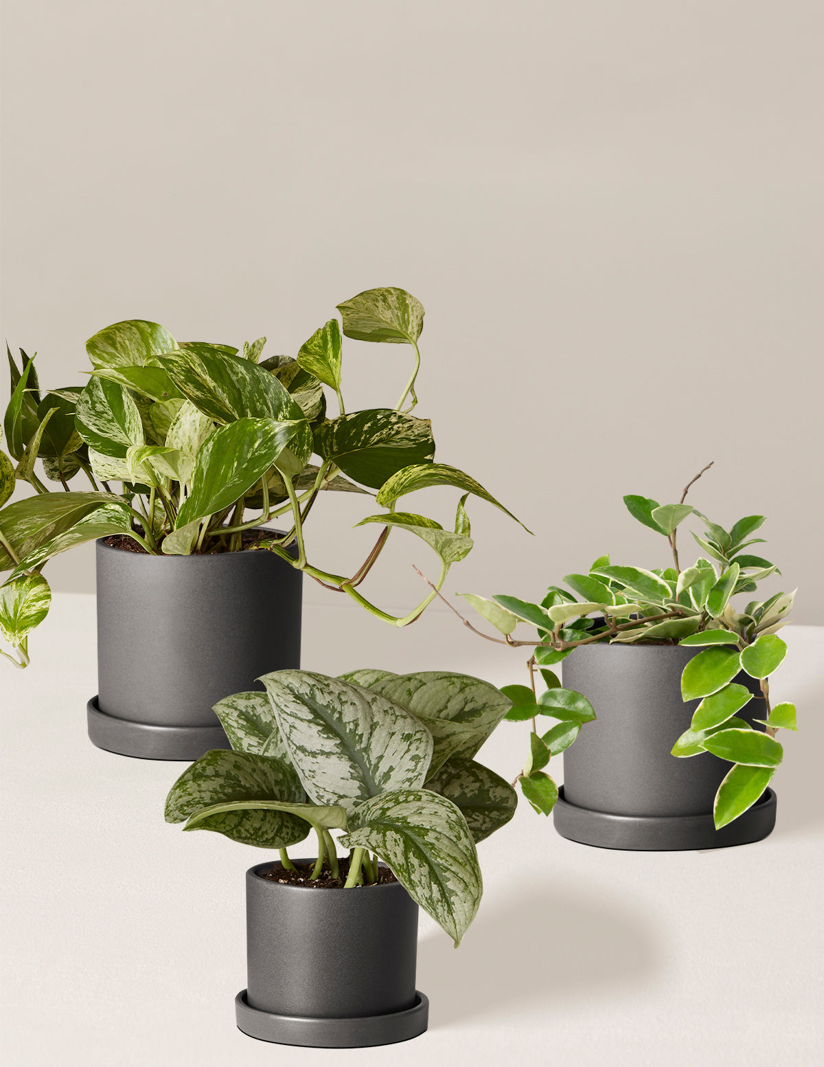 Alacalı Üçlü (Variegated Trio)