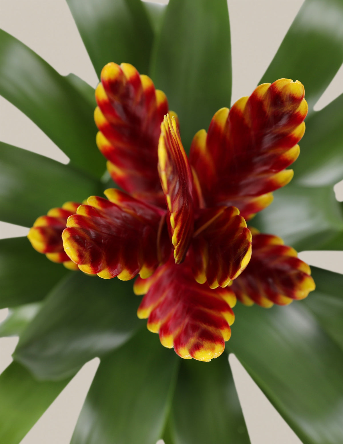 Bromeliad (Bromelya) Çeşitleri
